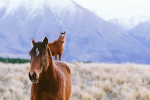 Horses in a pasture in the mountains.
