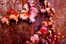 red leaves on a vine 