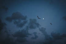 seagulls under moonlight 
