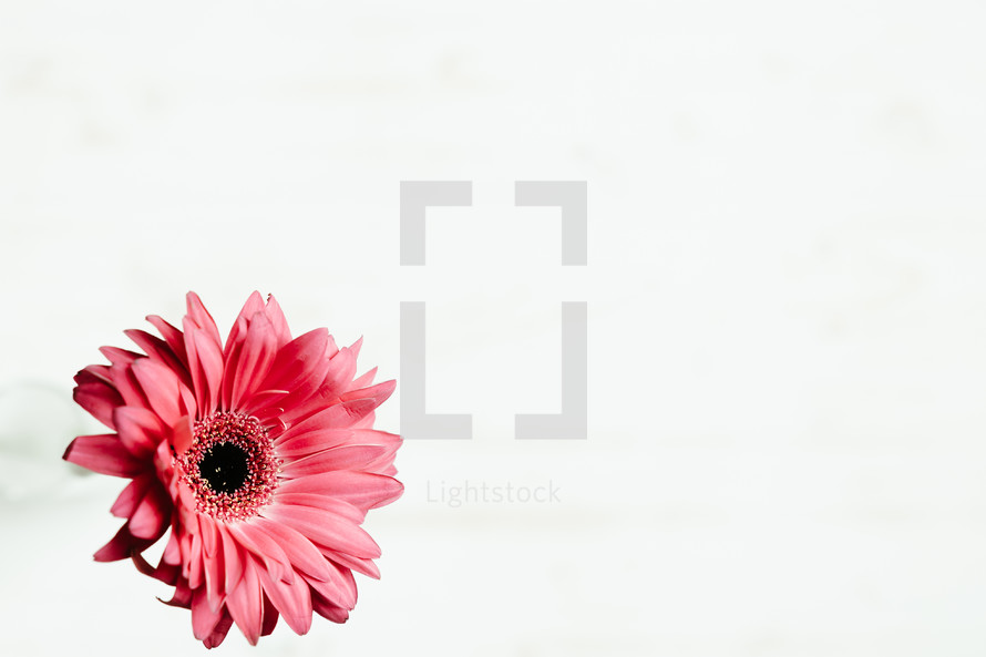 pink Gerber Daisy on white background 