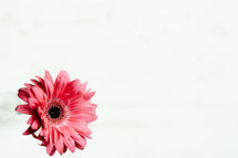 pink Gerber Daisy on white background 