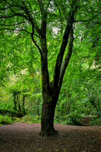 Beech Tree in Green Woodland Canopy