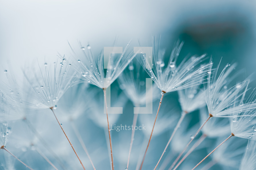 drops on the dandelion flower seed in springtime, blue background