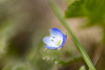 small blue flower 