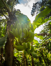 bananas in a banana tree 