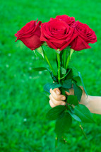 hand holding red roses 