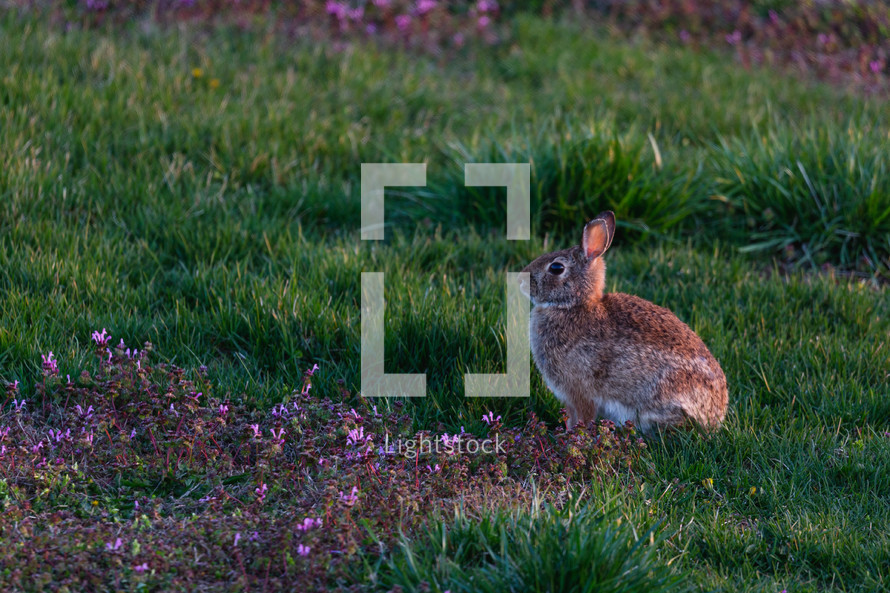 A bunny in the grass.
