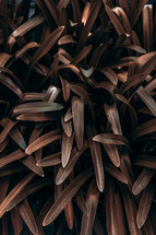 brown plant leaves in autumn season, brown background