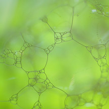 green soap bubbles, green abstract background