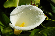 A white Day Lilly