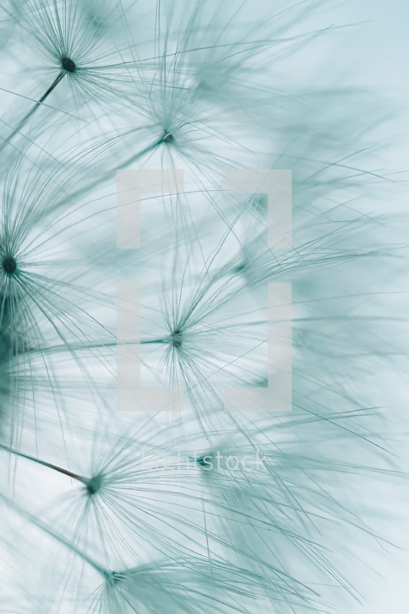 beautiful dandelion flower seed, abstract background
