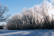 a snowy trail 