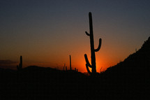 cactus in a desert along route 66 at sunset 