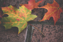 maple leaves on brick pavers 