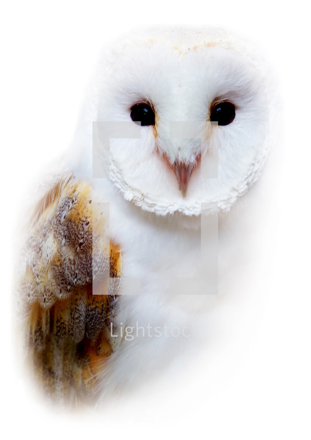 barn owl 