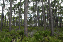 Florida forest trees