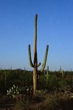 cactus in a desert along route 66