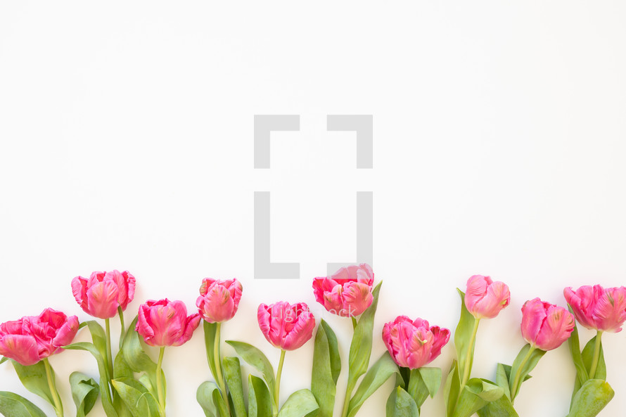 Border of pink tulips on a white background with copy space