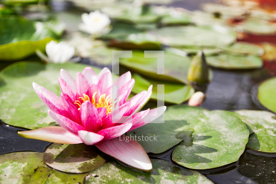 lotus flowers in a pond 