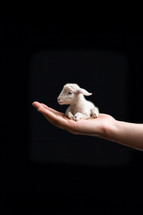 A young sheep in the hands of man.