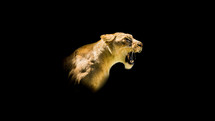 roaring lioness 
