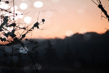 bokeh sunlight on branches at sunset 
