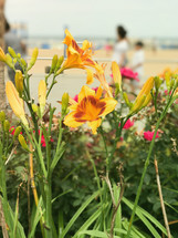 yellow flowers at the beach 