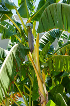 Banana tree with a large bunch of green bananas growing on it, surrounded by large green leaves