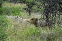 Lions in the savanna, male and female at the head of a pride of lions