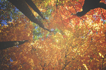 looking up at fall leaves in a forest 