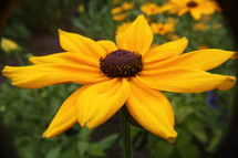 yellow wildflower 