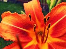 orange and red Lily flower