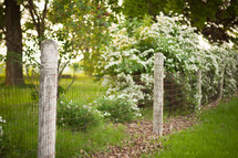 Fenced garden with flowers.