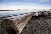 log on a lake shore 