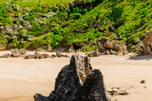 tropical bird perched on a rock on a beach 