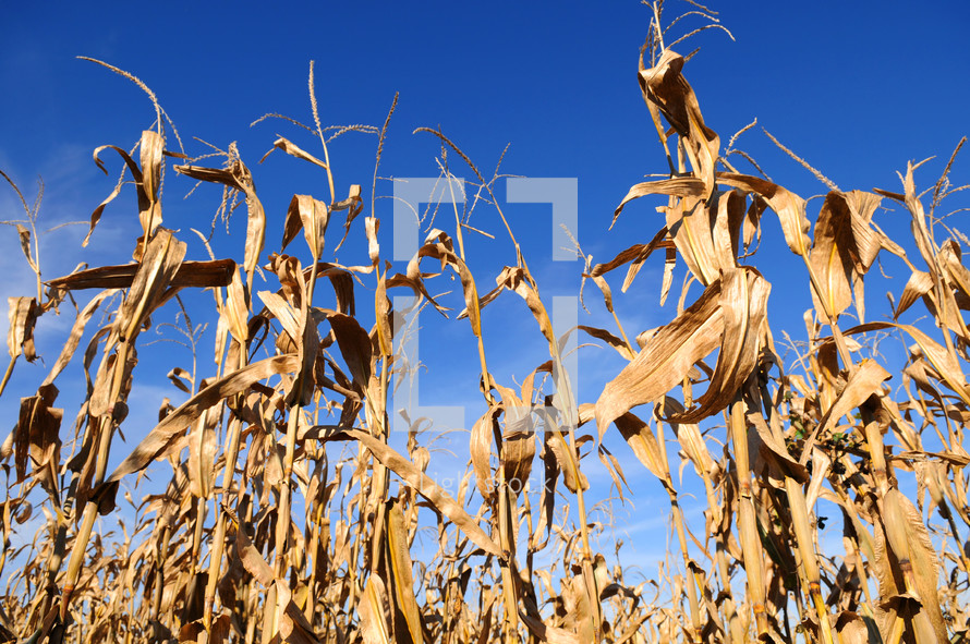 Dead, dried stalks of corn