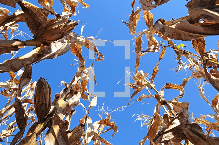 Dried corn stalks against a blue sky.