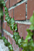 ivy on a brick wall