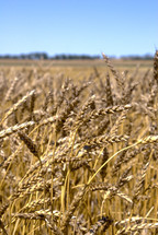 Ears of wheat grains ready for harvest