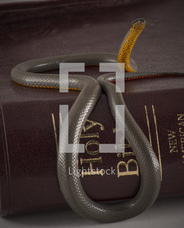 Snake on a Bible.