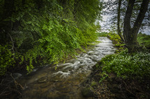 a stream in a forest