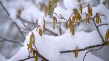 Snow snowing over blooming hazel tree  in cold winter nature
