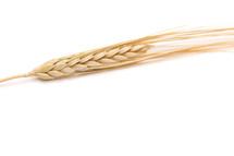 wheat grain 