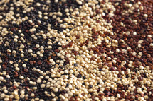 Background of Quinoa Varieties mixed