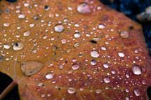 wet fall leaf