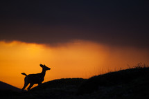 silhouette of a deer running 