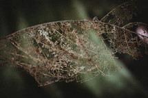 decaying leaf 