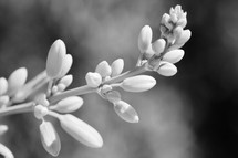 black and white image of flowers of the red yucca