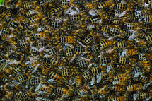 swarm of honey bees 