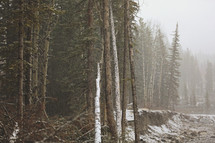 snow falling in this mountain forest